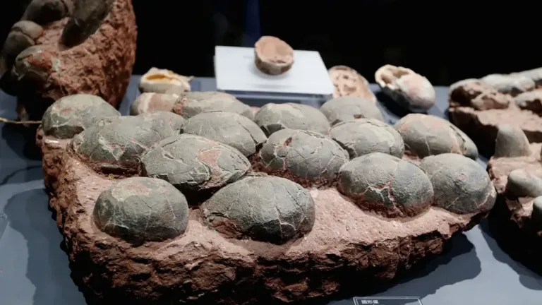100 anos da descoberta de ovos de dinossauro